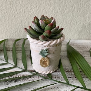 May include: A small white planter with a rope design around the rim and a gold pineapple design on the front. The planter is filled with a green succulent plant.