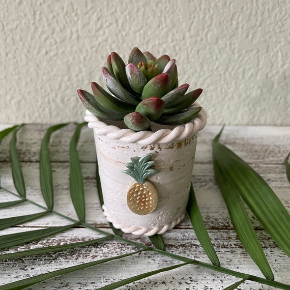 types of pineapple plants Pineapple Plant for Sale | Tropical Plants