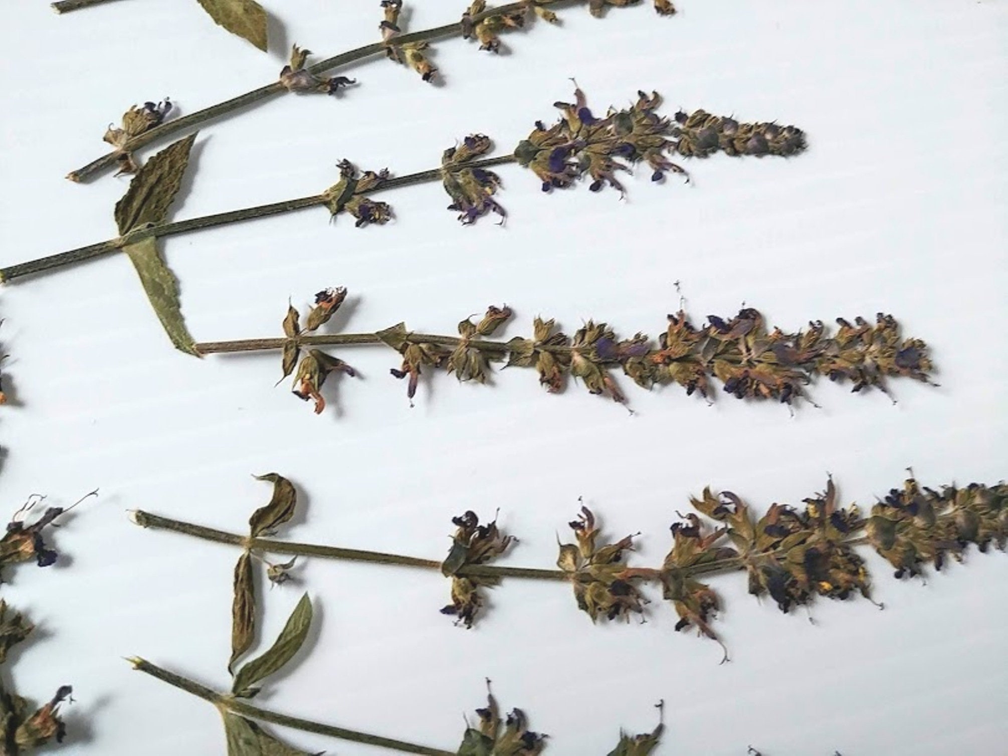 Dried Pressed Salvia ornamental Sage Flowers Blue Purple 6 Etsy Canada