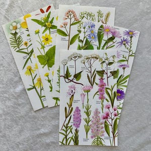 May include: A collection of botanical illustrations featuring various wildflowers. The images showcase detailed drawings of different flower species, with labels identifying each plant. The color palette includes shades of yellow, pink, purple, and green, creating a vibrant and educational display.