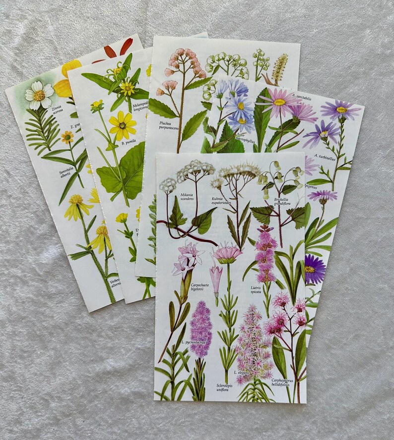 May include: A collection of botanical illustrations featuring various wildflowers. The images showcase detailed drawings of different flower species, with labels identifying each plant. The color palette includes shades of yellow, pink, purple, and green, creating a vibrant and educational display.