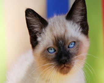 Kitten Digital Print, Animal Wall Art, Home Decor Photo Print, Siamese Cat Photograph, Office Art, Cat Lover Gift, Art Lover Gift, Download