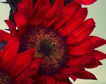 Flower Digital Print, Nature Photo Prints, Wildflower Photo Print, Floral Photographs, Red Flower Photos, Boho Art Decor, Flower Printables