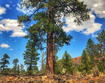 May include: A tall pine tree with a thick trunk and green needles stands against a bright blue sky with white clouds. The tree is surrounded by other trees and bushes.