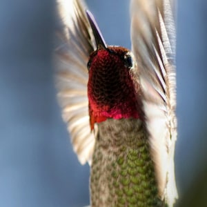 Hummingbird Digital Print, Bird Wall Art, Home Decor Photo Print, Nature Photograph, Office Decor, Hummingbird Gifts, Instant Photo Download