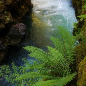 River Digital Print, Home Decor Photo Print, Botanical Fern Stock Photograph, Office Wall Photos, Waterfall Printable, Nature Digital Prints