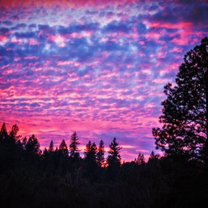 Op de afbeelding: Silhouetten van bomen tegen een levendige roze en blauwe zonsondergang. De wolken zijn gelaagd en creëren een dramatisch effect.