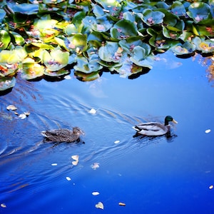 Duck Digital Print, Water Fowl Bird Wall Art, Home Decor Photo Prints, Nature Photographs, Office Decor, Duck Gifts, Instant Photo Downloads