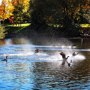 Duck Digital Print, Water Fowl Bird Wall Art, Home Decor Photo Prints, Nature Photographs, Office Decor, Duck Gifts, Instant Photo Downloads