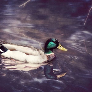 Mallard Duck Photo Print: Waterfowl Bird Wall Art (Digital Download)