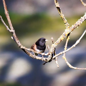Bird in Tree Digital Print, Bird Wall Art, Home Decor Photo Print, Nature Photograph, Office Decor, Wild Bird Gifts, Instant Photo Download