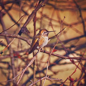 Hummingbird Digital Print, Bird Wall Art, Home Decor Photo Print, Nature Photograph, Office Decor, Hummingbird Gifts, Instant Photo Download