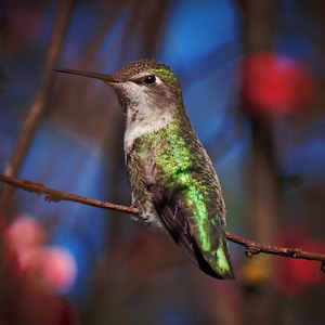 Hummingbird Digital Print, Bird Wall Art, Home Decor Photo Print, Nature Photograph, Office Decor, Hummingbird Gifts, Instant Photo Download