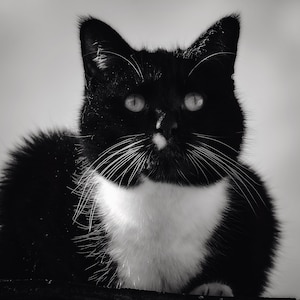 May include: A black and white cat with a white patch on its chest stares directly at the camera. The cat has green eyes and long whiskers.