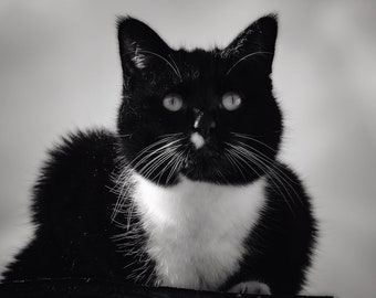 Cat Digital Prints, Black and White Art, Modern Minimalist, Digital Art Decor, Digital Backgrounds, Animal Wall Art, Printable Cat Wallpaper