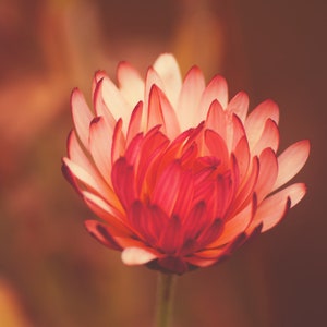 Flower Digital Print, Nature Photo Prints, Wildflower Photo Print, Floral Photographs, Pink Flower Photos, Boho Art Decor, Flower Printables