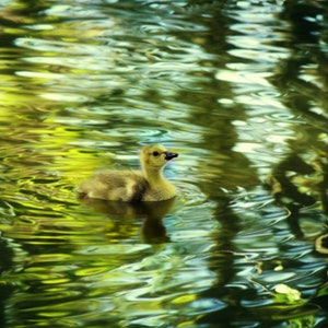 Duck Digital Photos, Stampe fotografiche online, fotografia digitale, carta da parati per immagini naturali, fotografia naturalistica, belle immagini della natura