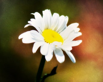 Daisy Photo Print, Floral Home Decor (Digital Download)