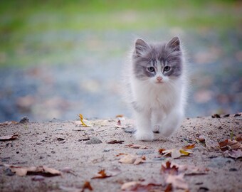 Gray Kitten Photo Print, Animal Wall Art (Digital Download)