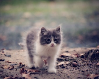 Gray Kitten Photo Print, Animal Wall Art (Digital Download)