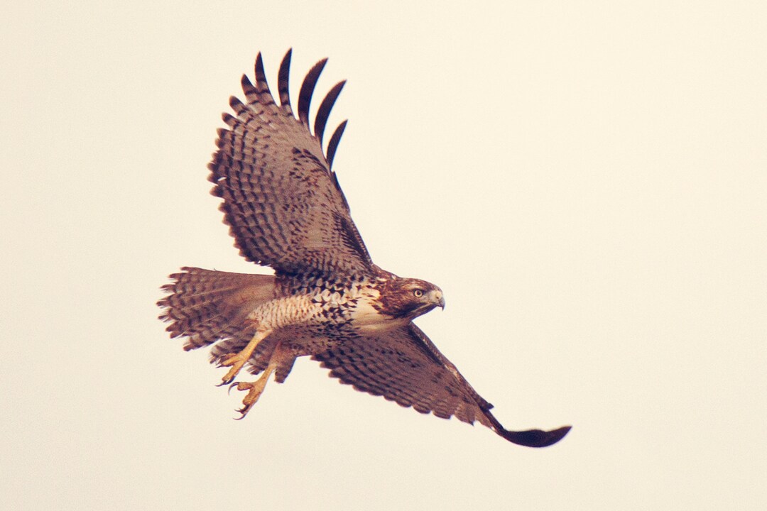 Hawk Digital Print, Flying Bird Photo Print, Nature Wall Art, Home ...