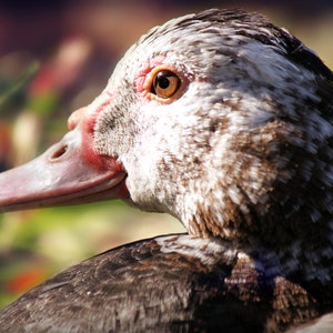 Resting Duck Photo Print: Waterfowl Bird Wall Art (Digital Download)