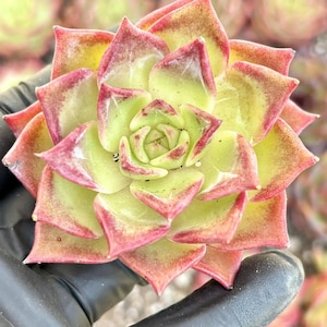 Echeveria Summer Beauty  | Live Succulent Plant | Korean Succulent | Rare Imported Echeveria | Imported Plants