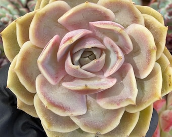 Echeveria First Moon | Rare Imported Succulent | Collector’s Succulent