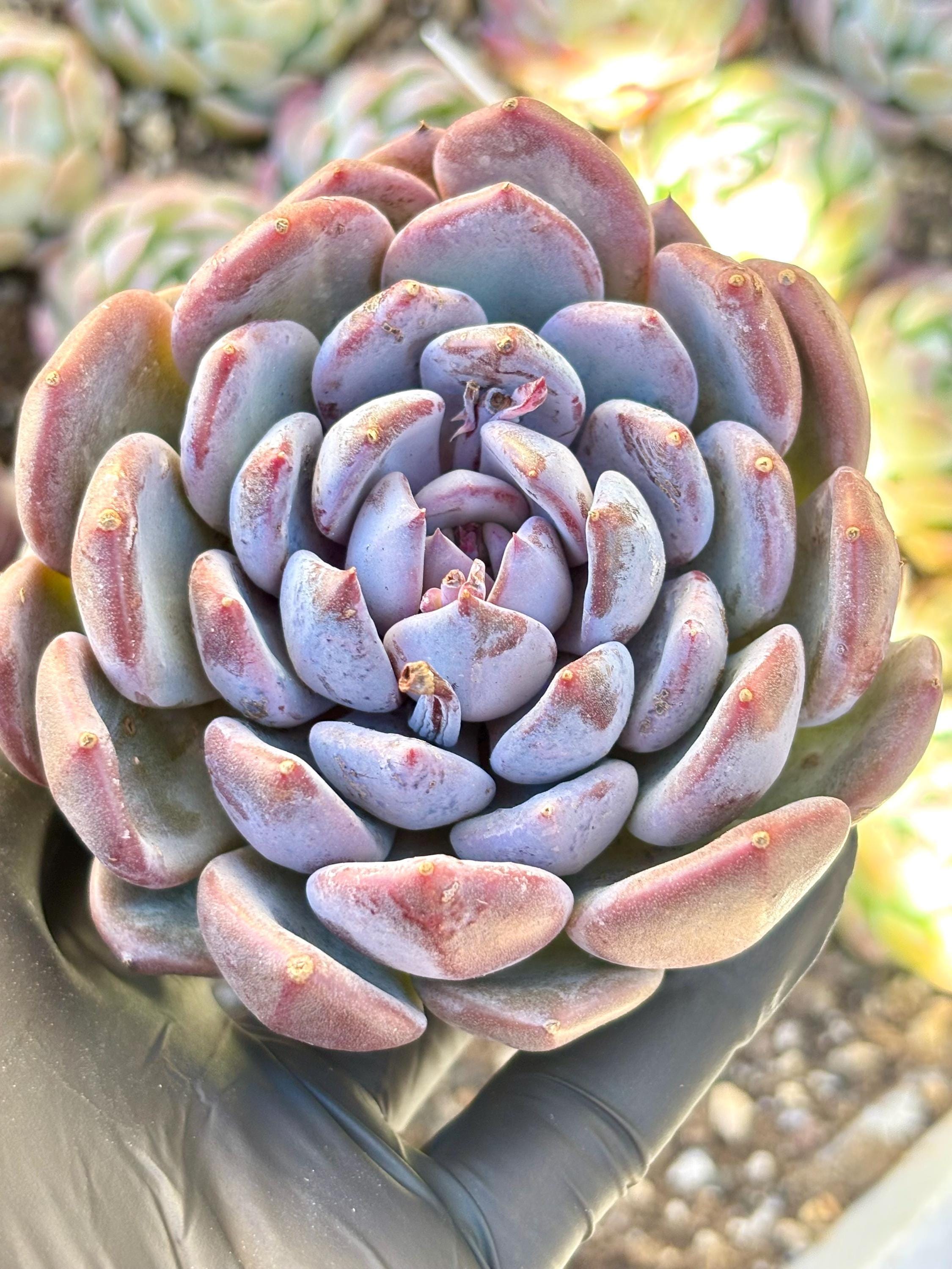 Echeveria Misty Garden | Live Succulent Plant | Imported