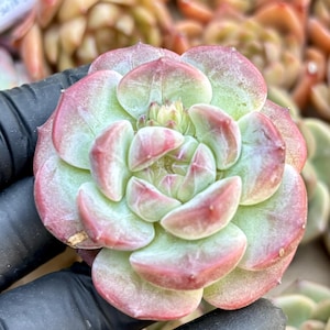 Echeveria Peach | Live Succulent Plant | Echeveria Cluster | Rare Imported Echeveria | Imported Plants