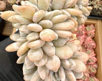 Echeveria Pink Bunny Crested | Rare Imported Succulent | Collector’s Succulent