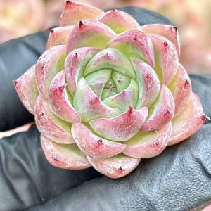 Echeveria White Curry | Live Succulent Plant | Korean Succulent | Variegated Echeveria | Imported Plants | Echeveria Clusters