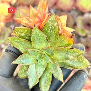 Echeveria Monocerotis | Live Succulent Plant | Korean Succulent | Rare Imported Echeveria | Imported Plants