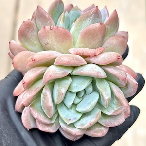 Echeveria White Ice | Live Succulent Plant | Echeveria Cluster | Rare Imported Echeveria | Imported Plants