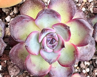 Echeveria Bird Nest | Rare Imported Succulent | Collector’s Succulent