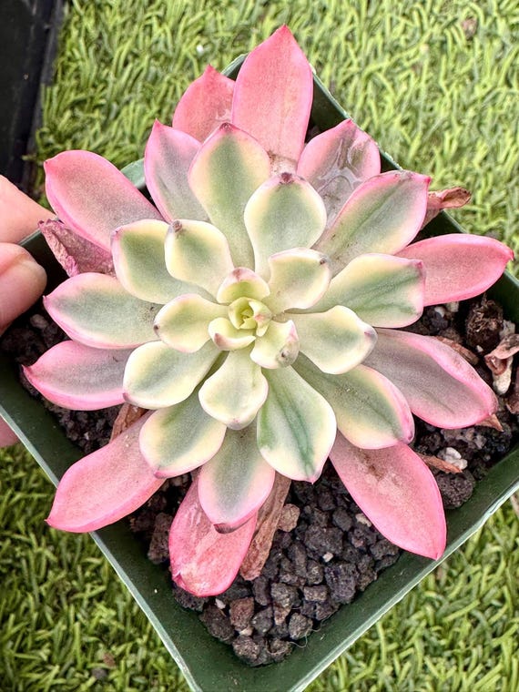 Variegated Echeveria Raindrop | Rare Imported Succulent | Collectors  Succulent