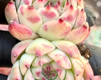 Echeveria Honey Peach | Live Succulent Plant | Korean Succulent | Variegated Pachyveria | Imported Plants