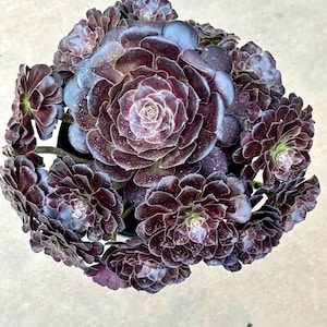 Aeonium Moyan | Live Succulent Plant | Korean Succulent | Rare Imported Echeveria | Imported Plants