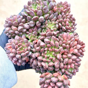 Echeveria Red Pig Nose | 7” pot | Live Succulent Plant | Korean Succulent | Variegated Pachyveria | Imported Plants