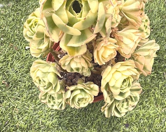Aeonium Maybach | 10" Rare Imported Succulent | Collector’s Succulent