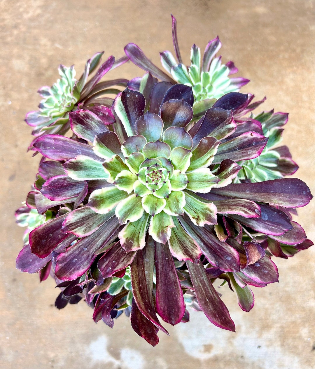 Aeonium Ink Painting Imported 1 Gallon Pot Live Succulent - Etsy