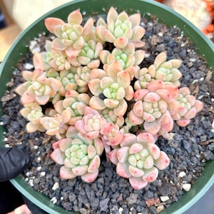 Echeveria Cheesecake | Live Succulent Plant | Korean Succulent | Variegated Echeveria | Imported Plants | Echeveria Clusters