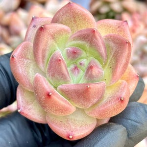 Echeveria Perrian | Live Succulent Plant | Echeveria Cluster | Rare Imported Echeveria | Imported Plants