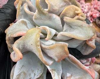 Echeveria Queen Crown | Rare Imported Succulent | Collector’s Succulent
