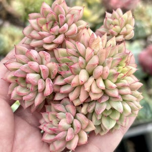 Echeveria Mebina Variegated | Live Succulent Plant | Korean Succulent | Variegated Echeveria | Imported Plants | Echeveria Clusters