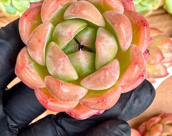 Echeveria Diamond Champagne | Rare Imported Succulent | Collector’s Succulent