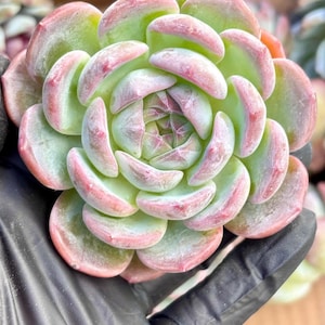 Echeveria Blue Iris | Live Succulent Plant | Korean Succulent | Rare Imported Echeveria | Imported Plants