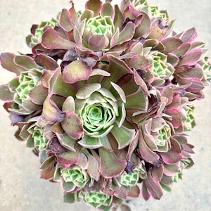 Aeonium Snow Lotus Variegated  | Live Succulent Plant | Rare Imported Aeonium | Imported Plants