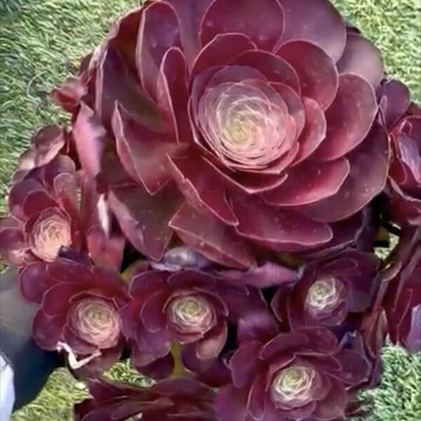 Aeonium Charming Rose | Rare Imported Succulent | Collector’s Succulent