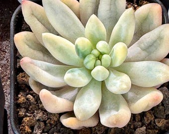 Echeveria Red Dragonfly Variegated | Rare Imported Succulent | Collector’s Succulent